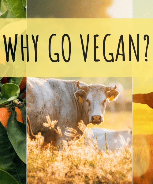 Why go vegan